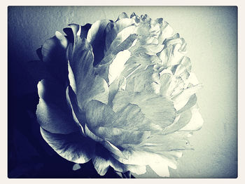 Close-up of flowers over white background