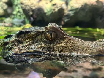 Close-up of crocodile