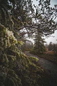 Trees in forest