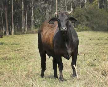 Cows are enjoying grazing in an open fields which show sdiffeent breeds.