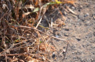 Close-up of insect on land