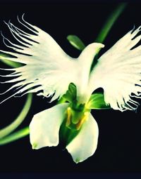 Close-up of flower head