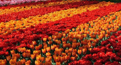 Full frame shot of red tulip flowers on field