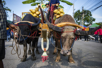 High angle view of cow on field