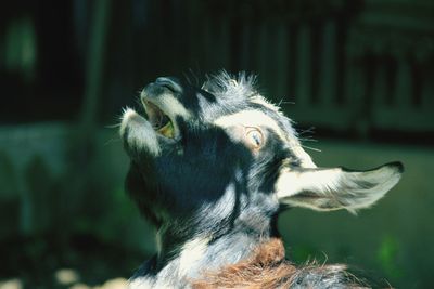 Close-up of dog outdoors