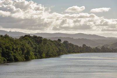 Crocodiles in the daintree river