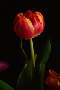 Close-up of red tulip against black background