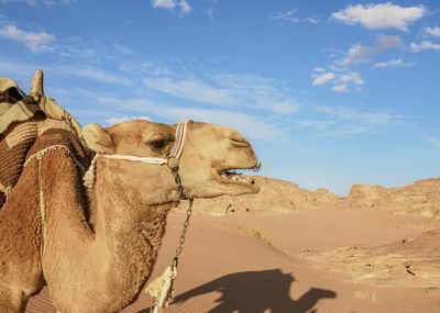 Panoramic view of a desert