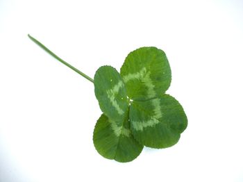 Close-up of leaves on white background