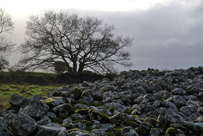 Bare tree on rocks against sky