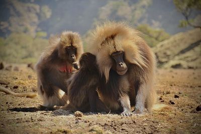 Gelada baboon group on ethiopia highlands