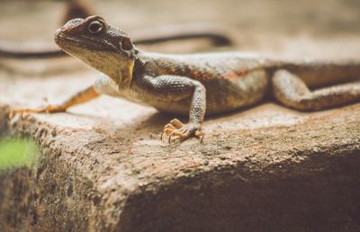 Close-up of lizard on rock