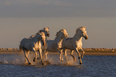 Horses running in the water