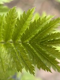 Close-up of green leaves