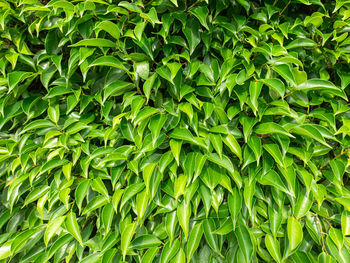 All green bushes it is the surface of many leaves  making it appear as a patterned background.