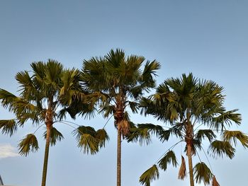 Low angle view of palm tree against clear sky