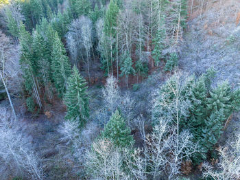 Dirt road amidst trees in forest