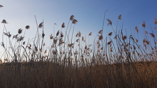 Close-up of plants growing on field against sky