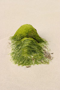 High angle view of leaf on beach