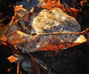 Close-up of autumn leaf