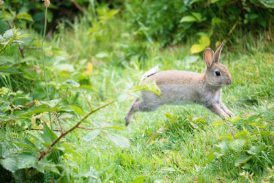 Baby wild rabbit jumping over green meadow grass