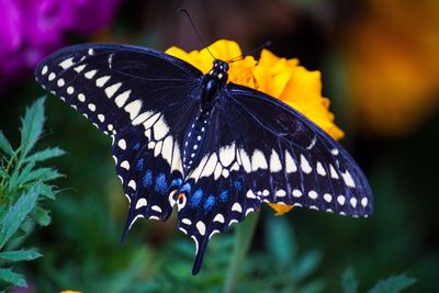 Close-up of butterfly on flower