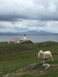 View of a sheep on shore