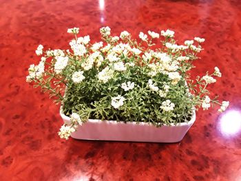 High angle view of white flowering plant on table