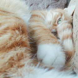 Close-up of cat
