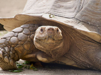 Close-up of a tortoise smiling