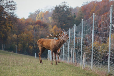 View of deer on field