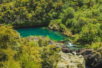 Scenic view of river amidst trees in forest