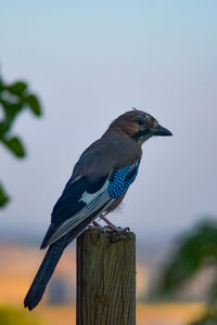 Close-up of bird perching on wooden post