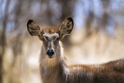 Portrait of deer