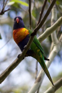 Close-up of parrot perching on branch