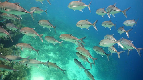 Schooling jack fish, caranx sexfasciatus. tropical fish on a coral reef. 