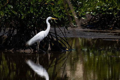 View of a bird in lake