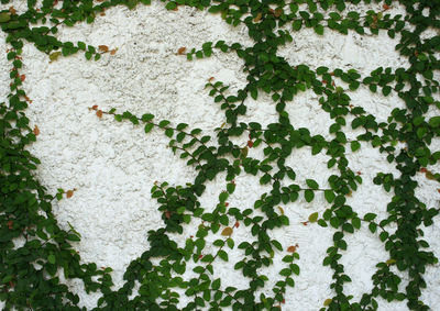 Close-up of ivy growing on wall