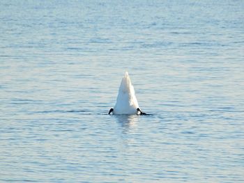 Swan diving in sea