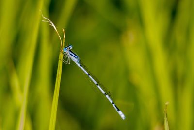 Close-up of insect on grass