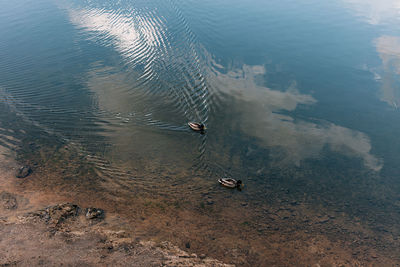 High angle view of birds swimming in lake