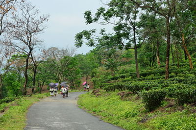 Rear view of people walking on road amidst trees