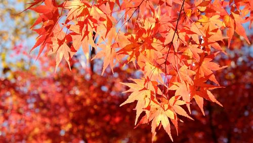 Close-up of maple leaves during autumn