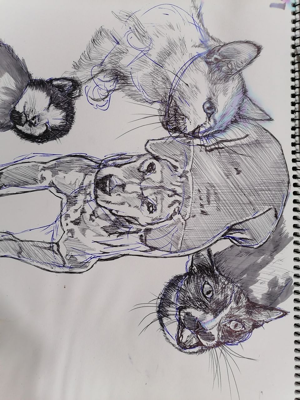 sketch, drawing, animal, animal themes, cartoon, no people