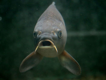 Close-up of fish swimming in aquarium