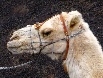 Close-up of camel wearing muzzle against black sand