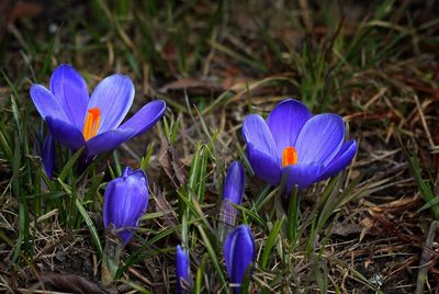 Close-up of purple crocus blooming on field