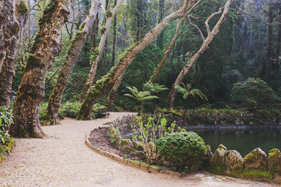 Plants growing on land against trees in forest