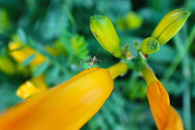 Close-up of insect on yellow flower