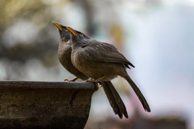 Close-up of bird perching on pot